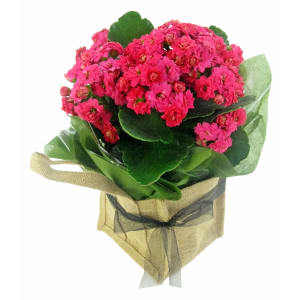  Hot Pink Kalanchoe 