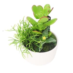 Little Lush Succulent Garden