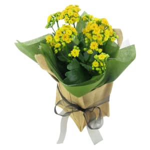 Yellow Captivating Kalanchoe 