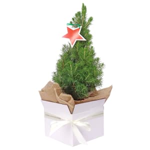 Gift Boxed Christmas Tree 