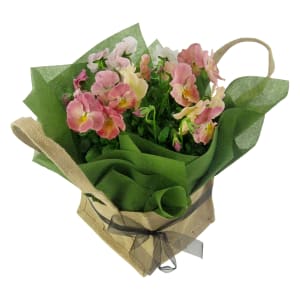 Soft Pink Potted Pansy