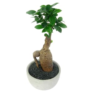 Forest of One Ficus Bonsai