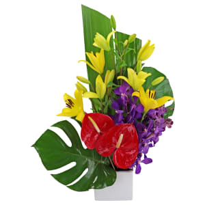 Resplendent Rainforest