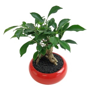Ficus Bonsai with Red Pot