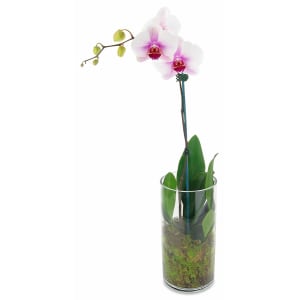 Phalaenopsis Orchid In A Vase 