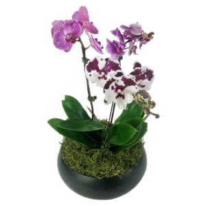 Exotique Orchid Planter
