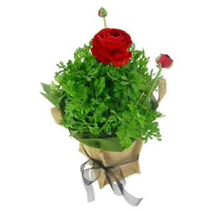 Radiant Potted Ranunculus