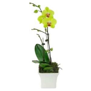 Large Yellow Phalaenopsis