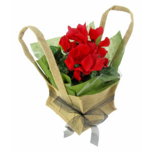 Red Cyclamen In Hessian Bag