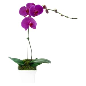 Large Purple Phalaenopsis