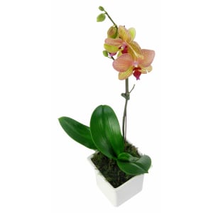 Large Orange  Phalaenopsis