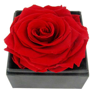 One And Only Preserved Rose