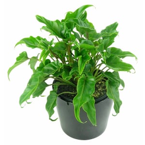 Fantastic Philodendron