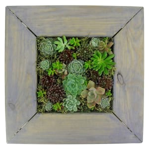 Rustica Succulent Planter