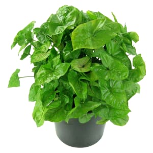 Singular Syngonium 