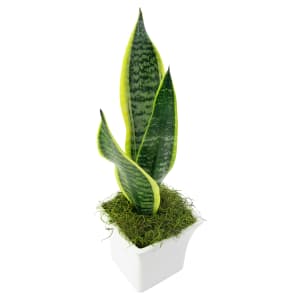 White Ceramic Sanseveria