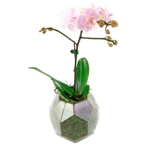 Phalaenopsis Vase