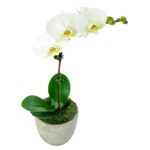 Buy Exotic Orchid Flower Arrangements | Flower Delivery Melbourne