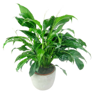 Perpetua Peace Lily