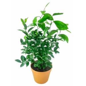 Sublime Lime Tree