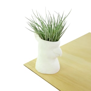 Bird Brain - Air Plant
