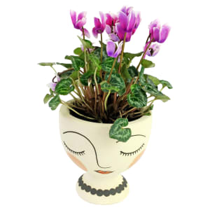 Magical Mini Cyclamen
