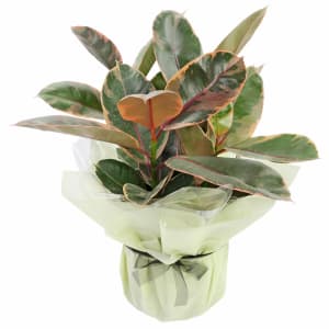 Fascinating Ficus