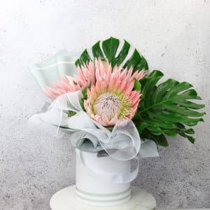 Magnae - King Proteas
