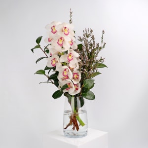 Cymbidium Paradise Vase