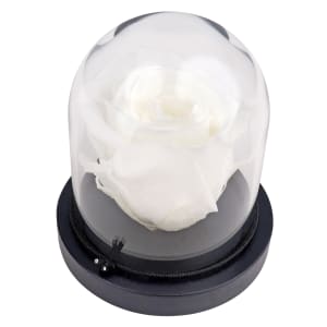 White Rose Dome