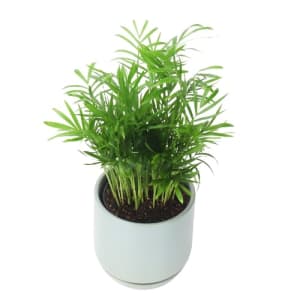 Parlor Palm in Sea Foam Pot