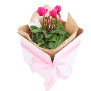 Cyclamen Plant 