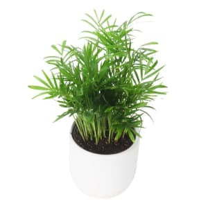 Parlor Palm in White Pot