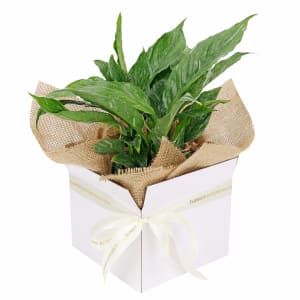Peace Lily Boxed