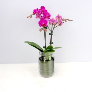 Phalaenopsis Mason Jar