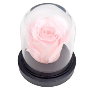 Pink Champagne Rose Dome 