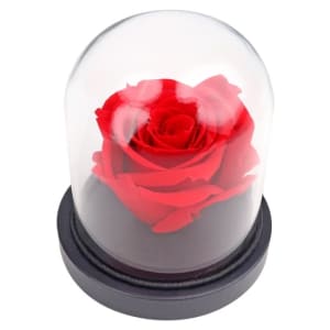 Red Rose Dome 