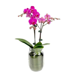 Phalaenopsis Mason Jar