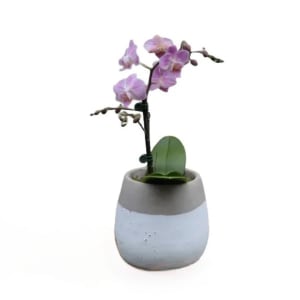 Contemporary Orchid