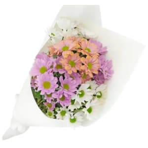 Mixed Pastels Chrysanthemum Bunch