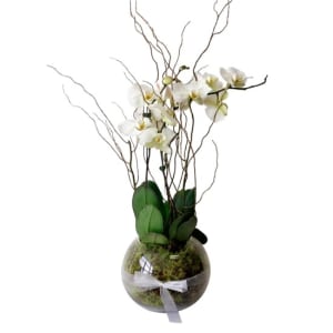 Be Bold Orchid Plants In Glass Fish Bowl