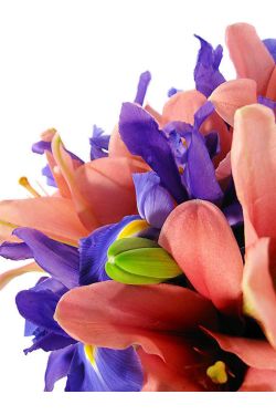 Lilies and Iris - Standard