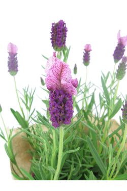 Lavender - Standard