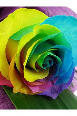 Rainbow Roses - Standard