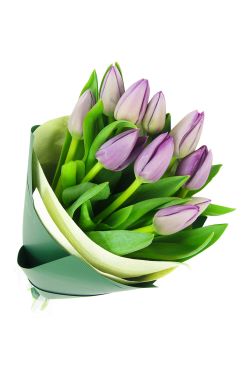 Purple Tulip Bunch - Standard