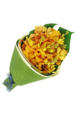 Orchids - Standard