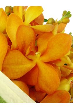 Orchids - Standard