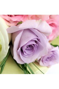 Pastel Roses - 12 Roses (One Dozen)