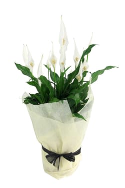 Peace Lily - Standard