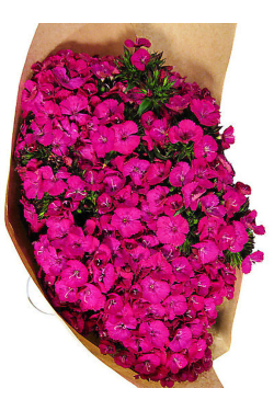 Sweet William - Deluxe